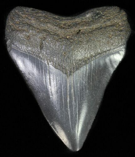Juvenile Megalodon Tooth #61837
